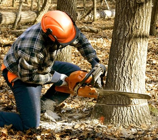 Tree Removal in Troutdale, VA